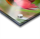 Cool One Acrylic print