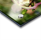 Call Me Willie Acrylic print