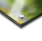 Dear Friend Acrylic print