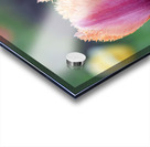 Eyecatching Ones Acrylic print