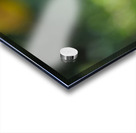 In the Foreground Acrylic print