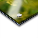 Little Glass 2 Acrylic print