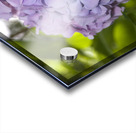 Lilac Hydrangea Acrylic print