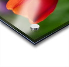 Lovely in Red Acrylic print