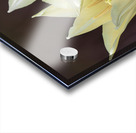 Quite a Pair Acrylic print