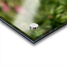 Resilient One Acrylic print