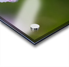 So Delicate Acrylic print