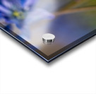 Sapphire Star Acrylic print