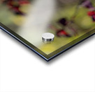 Snow White Acrylic print