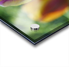 Pastel Colored Lady Acrylic print