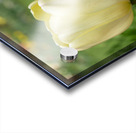 Soft as Yellow Acrylic print