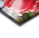 Look at Us Acrylic print