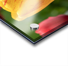 Surrounded by Beauty Acrylic print