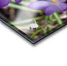 Triplets Acrylic print