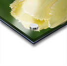 Elegant with Fringes Acrylic print