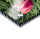 Loving You Acrylic print