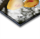 Three Peas in a Pod Acrylic print