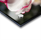 Classy One Acrylic print