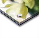 Dreamlike Acrylic print