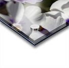 Pretty Nice Acrylic print