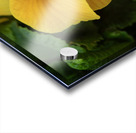 Call me Viola Acrylic print