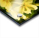 Cowslip Impression Acrylique