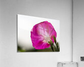 Anticipation Acrylic Print