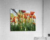 A View From Below Acrylic Print