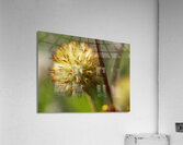 Blanketflower Acrylic Print