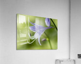 Purple Hosta Flower Acrylic Print