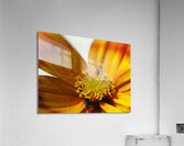 Bidens Ferulifolia Acrylic Print