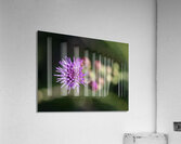 Blazing Star Acrylic Print