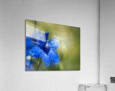 Blue Mirror Acrylic Print