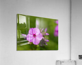 Call me Rosie Acrylic Print