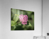 Candlelight Acrylic Print