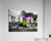 Crocus Acrylic Print