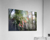 Firecrackers Acrylic Print