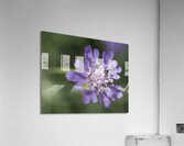 Fluttering Impression acrylique