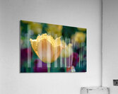 Fringed Blossom Acrylic Print