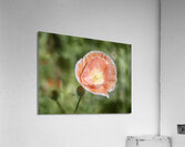 Love Me Acrylic Print