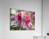 Large Hearted Acrylic Print