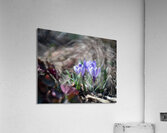 King of the Striped Acrylic Print