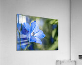 Guardian Lavender Acrylic Print