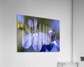 Lobelia Acrylic Print