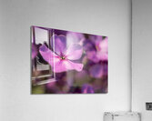 Pink World Acrylic Print