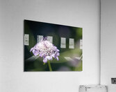 Pincushion Flower Acrylic Print