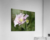 Pink Poppy Acrylic Print