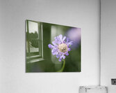 Purple Pincushion Acrylic Print