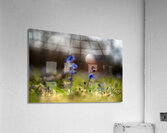Siberian Squill Acrylic Print