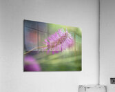 Squirrel Tail Acrylic Print